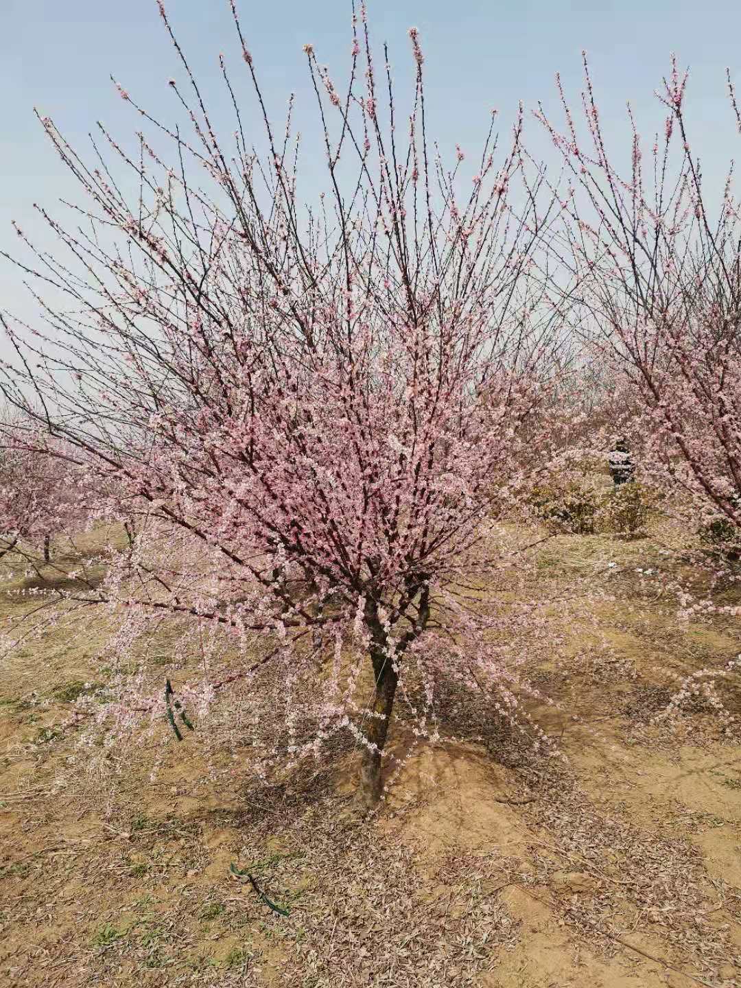 榆葉梅圖片/榆葉梅樣板圖 (2)