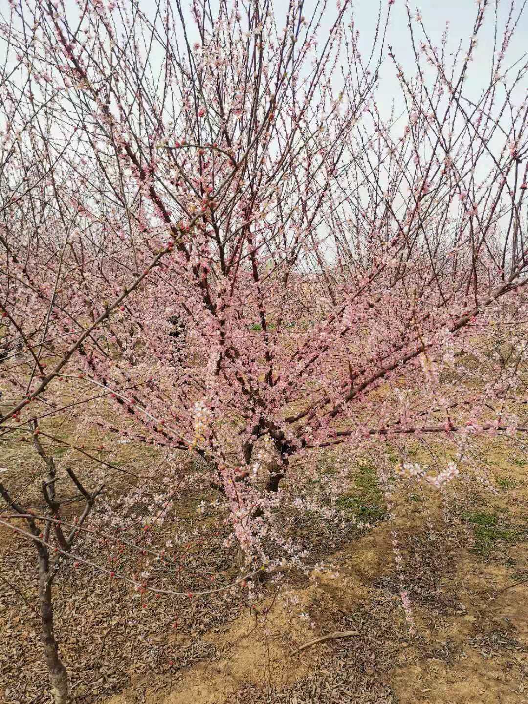 榆葉梅圖片/榆葉梅樣板圖 (1)