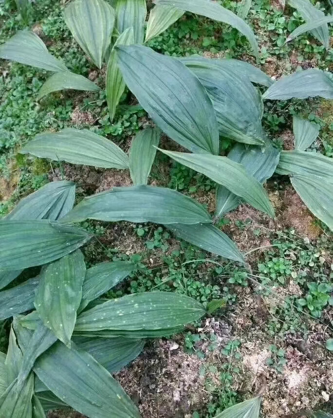 见毛慈菇苗种子出售，种植基地直发图片