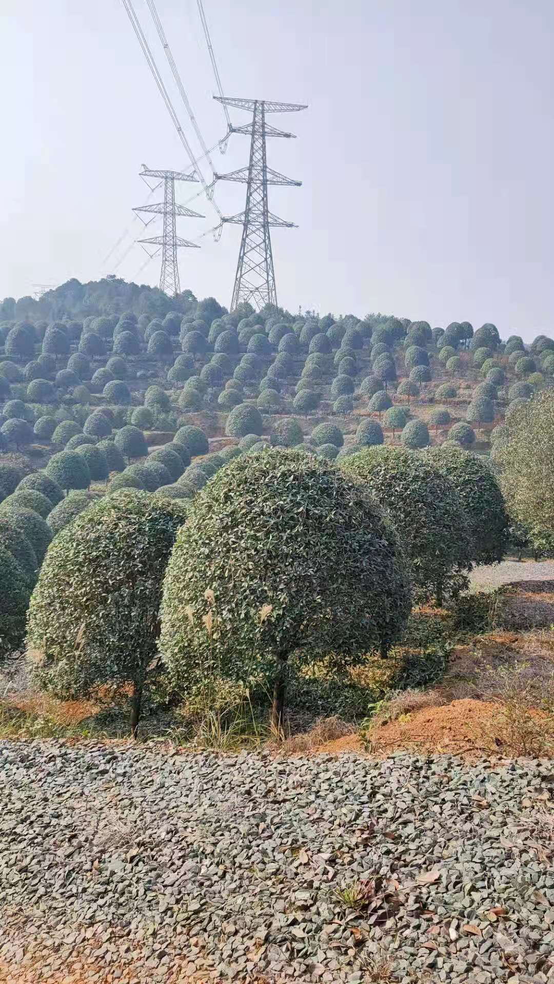 湖南桂花种植基地大量供应 桂花树苗价格 规格齐全图片