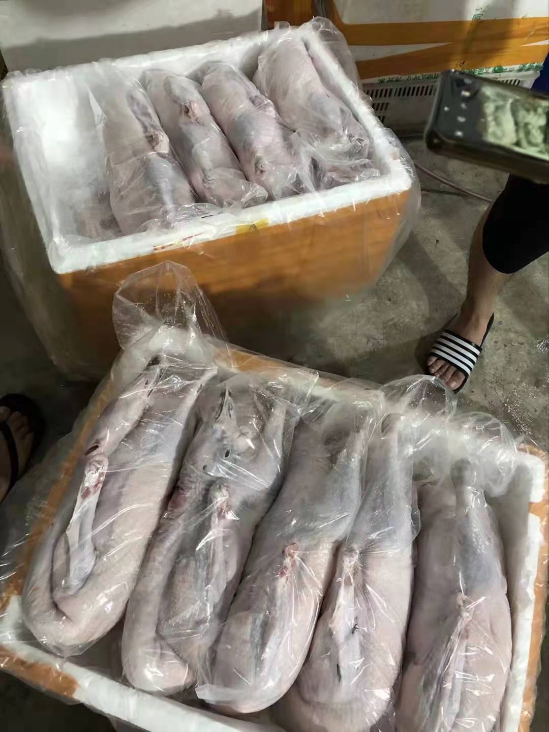 黑粽鵝圖片/黑粽鵝樣板圖 (1)