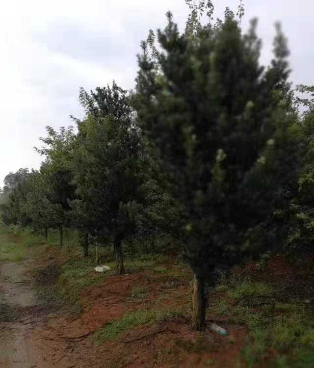 2到4公分羅漢松多少錢圖片