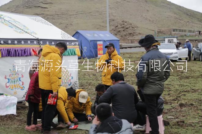 冬蟲夏草圖片/冬蟲夏草樣板圖 (4)