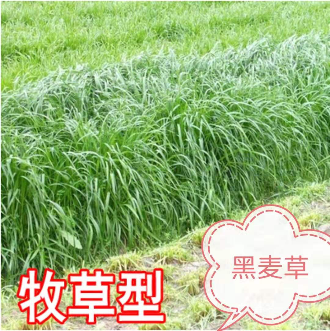 牧草種子價(jià)格 園林綠化草種子 牧草種子園林綠化草種子批發(fā)