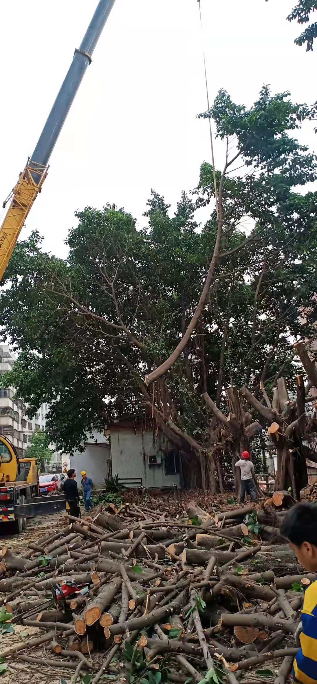 东莞市东莞树木修剪电话厂家东莞树木修剪工程队伍价格 东莞树木修剪电话