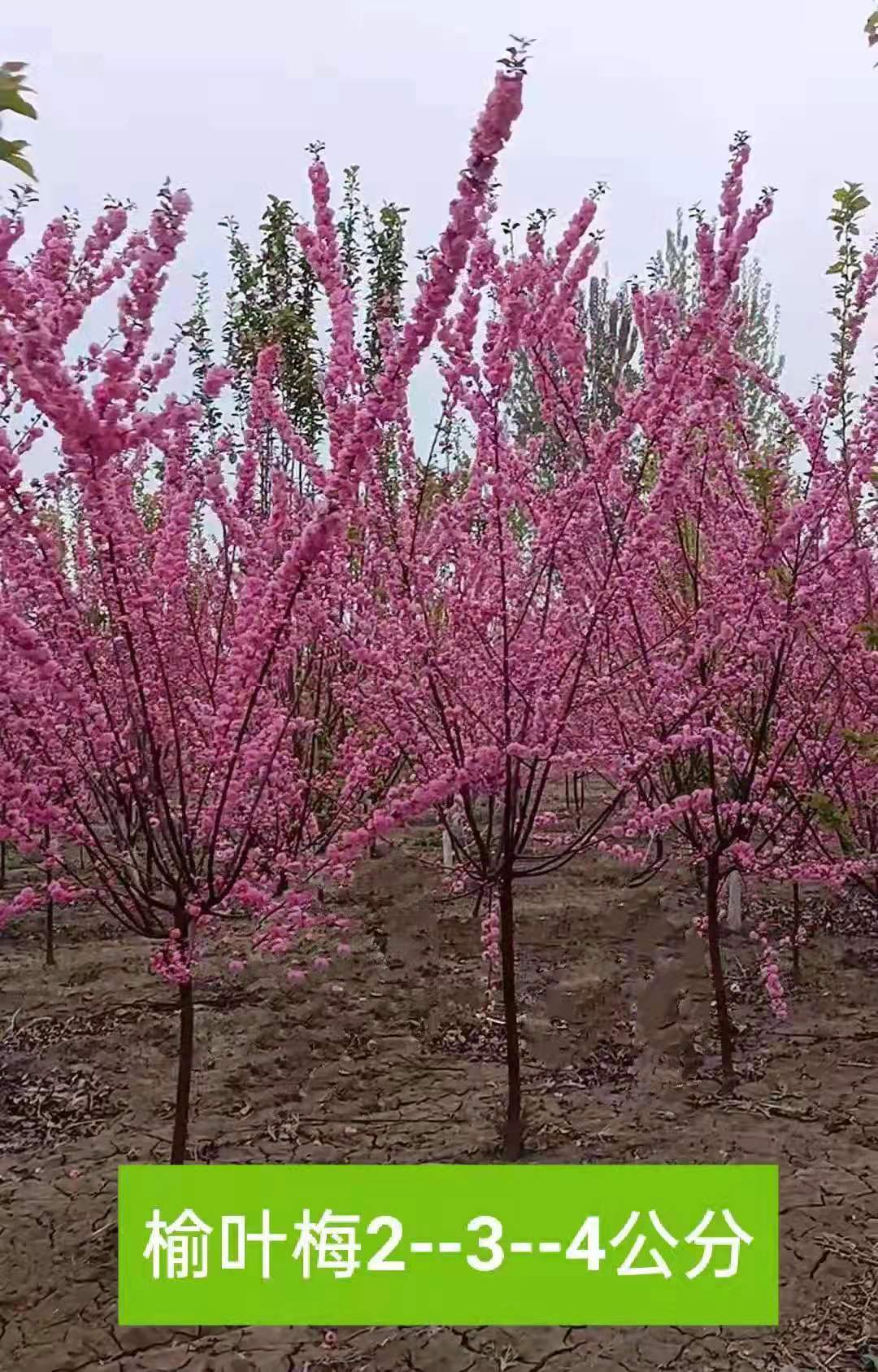 河北丛生榆叶梅种植基地-批发-供应商