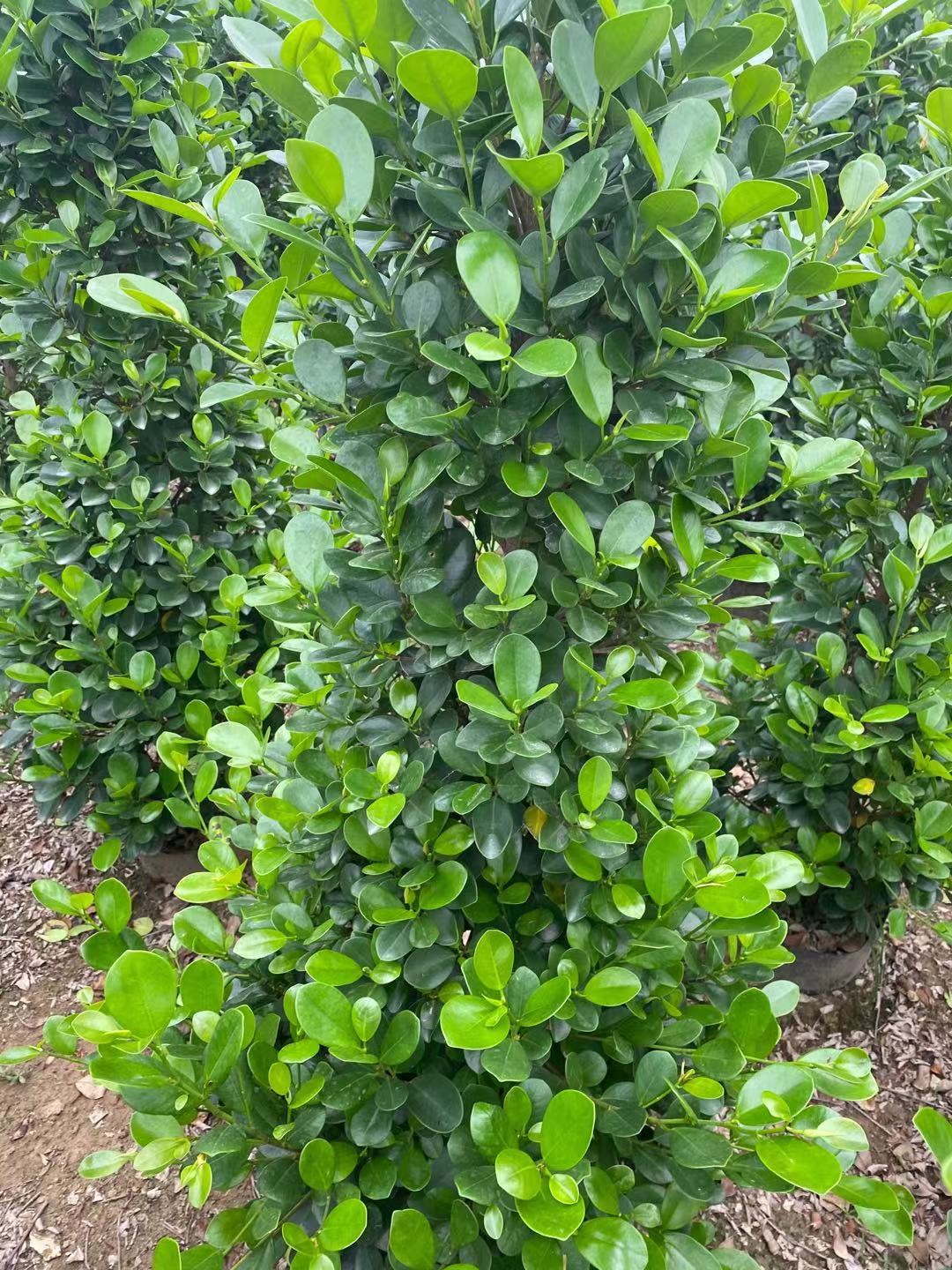 火山圖片/火山樣板圖 (3)