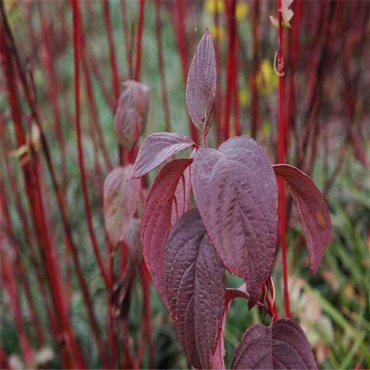 紅端木基地圖片/紅端木基地樣板圖 (2)