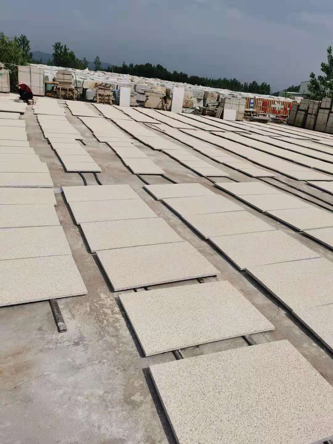 黃金麻圖片/黃金麻樣板圖 (3)