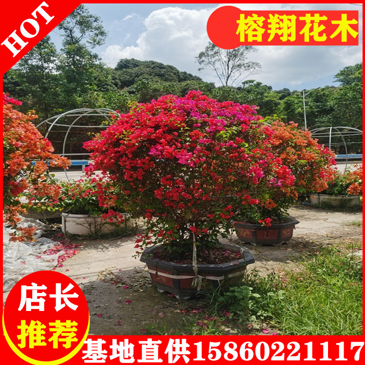 多色三角梅大盆苗基地批發(fā)貨源好500起