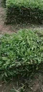 大葉油草皮大量銷售圖片
