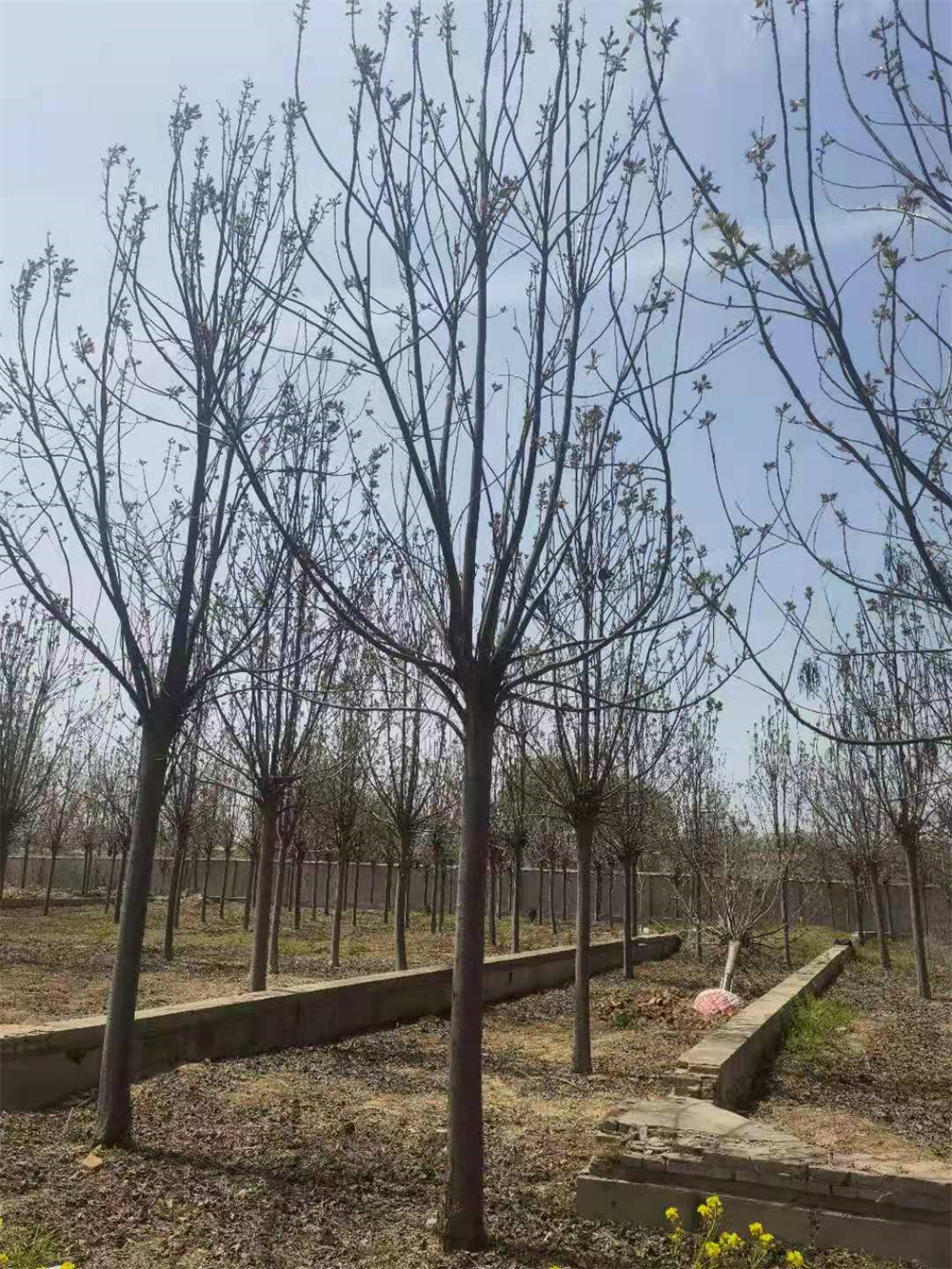 20公分楸樹圖片