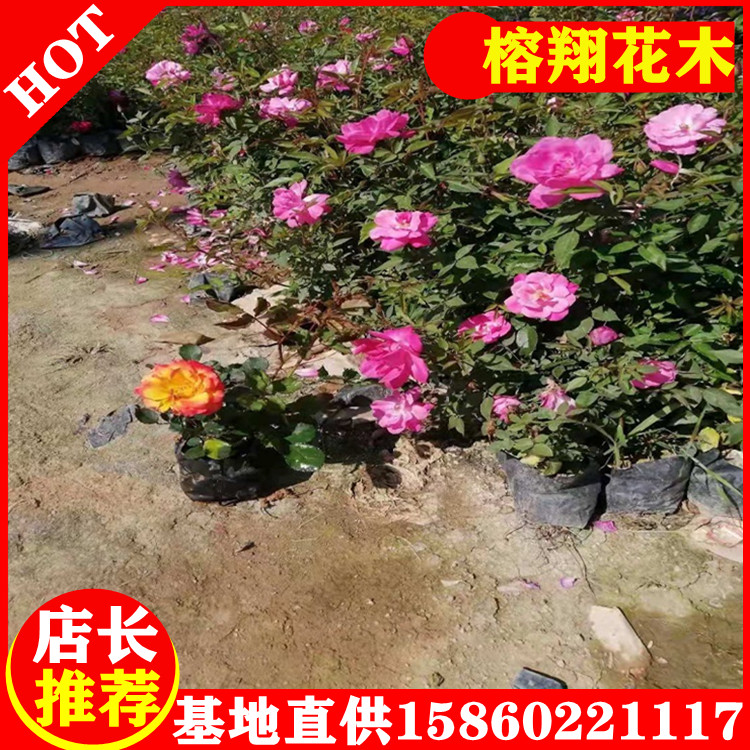 豐花月季小苗工程月季苗基地大量供應種類多樣規(guī)格齊全大量批發(fā)