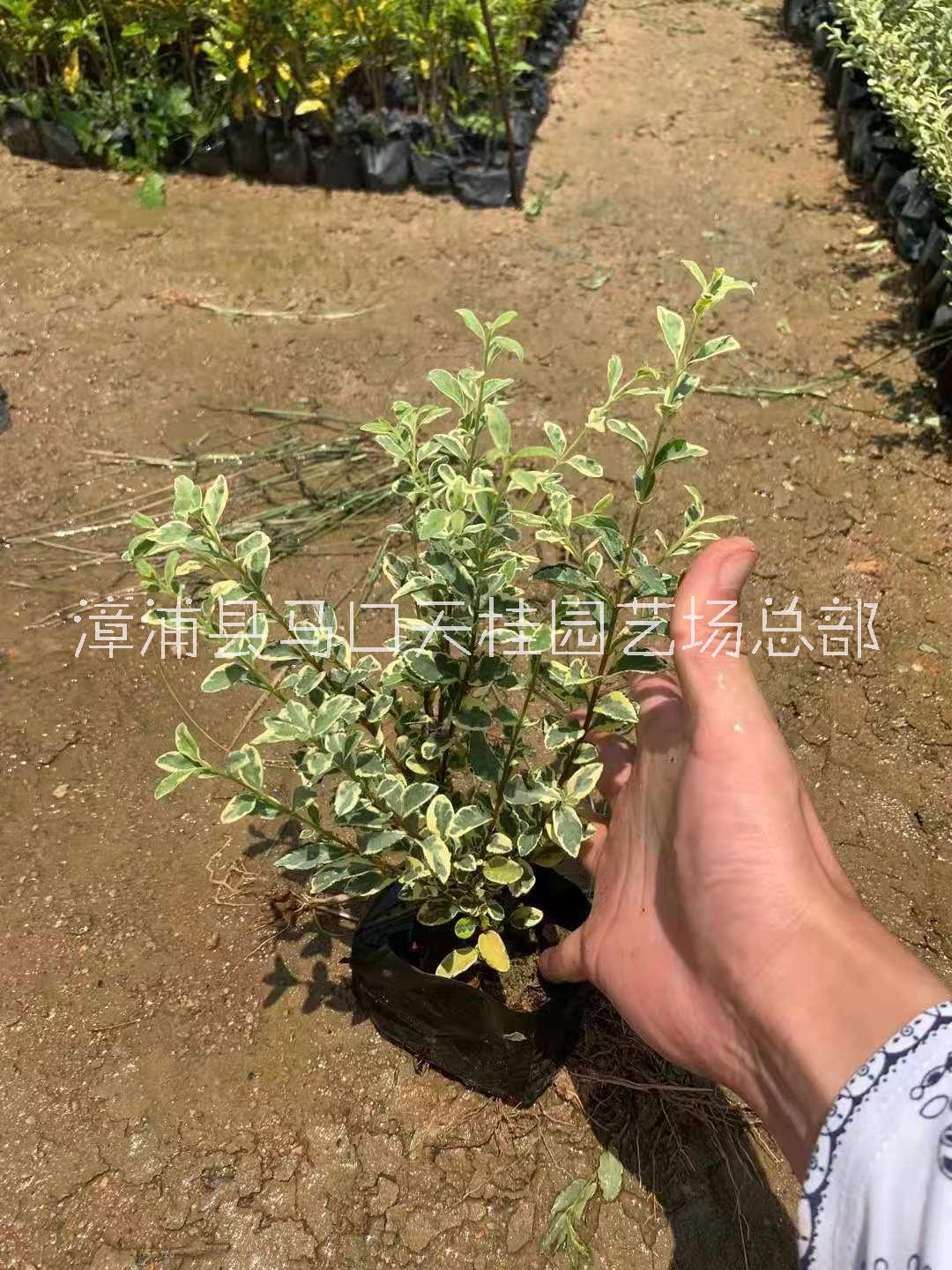 花叶女贞价格实惠 花叶女贞哪家好图片