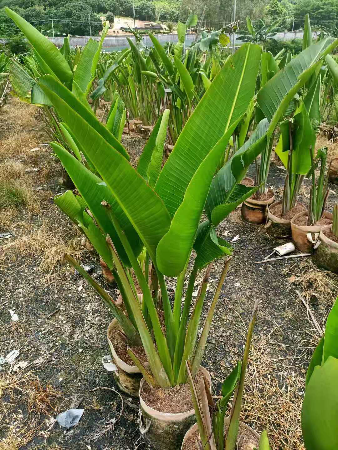 大花鹤望兰多少钱一株