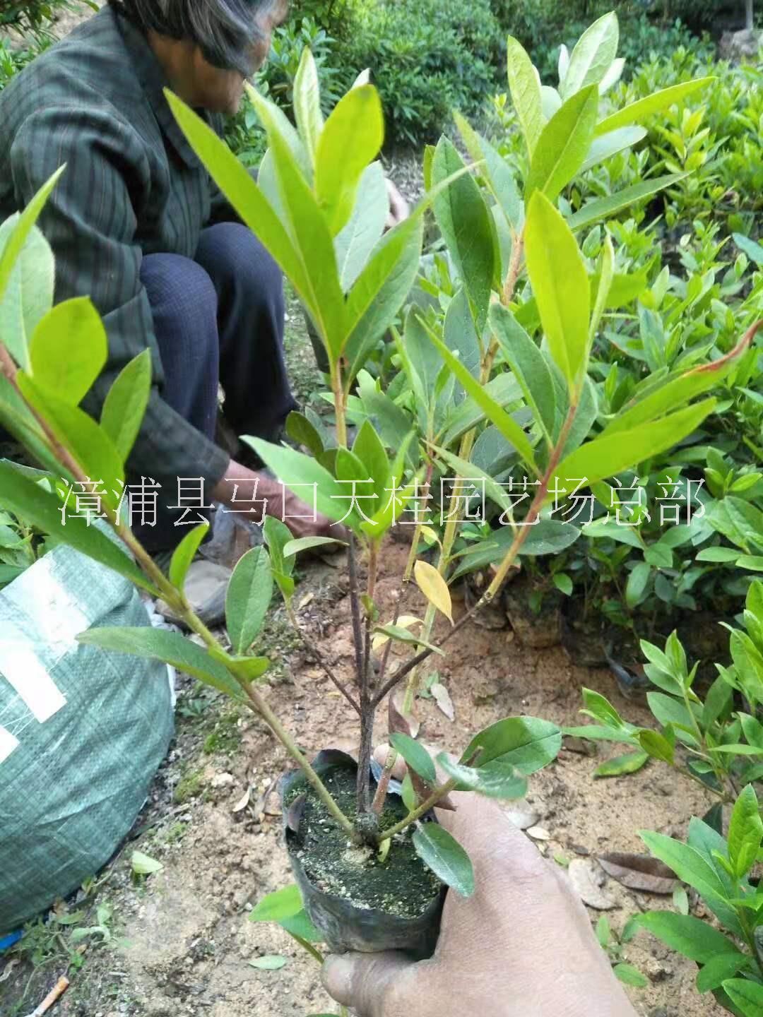 毛杜鵑圖片/毛杜鵑樣板圖 (2)