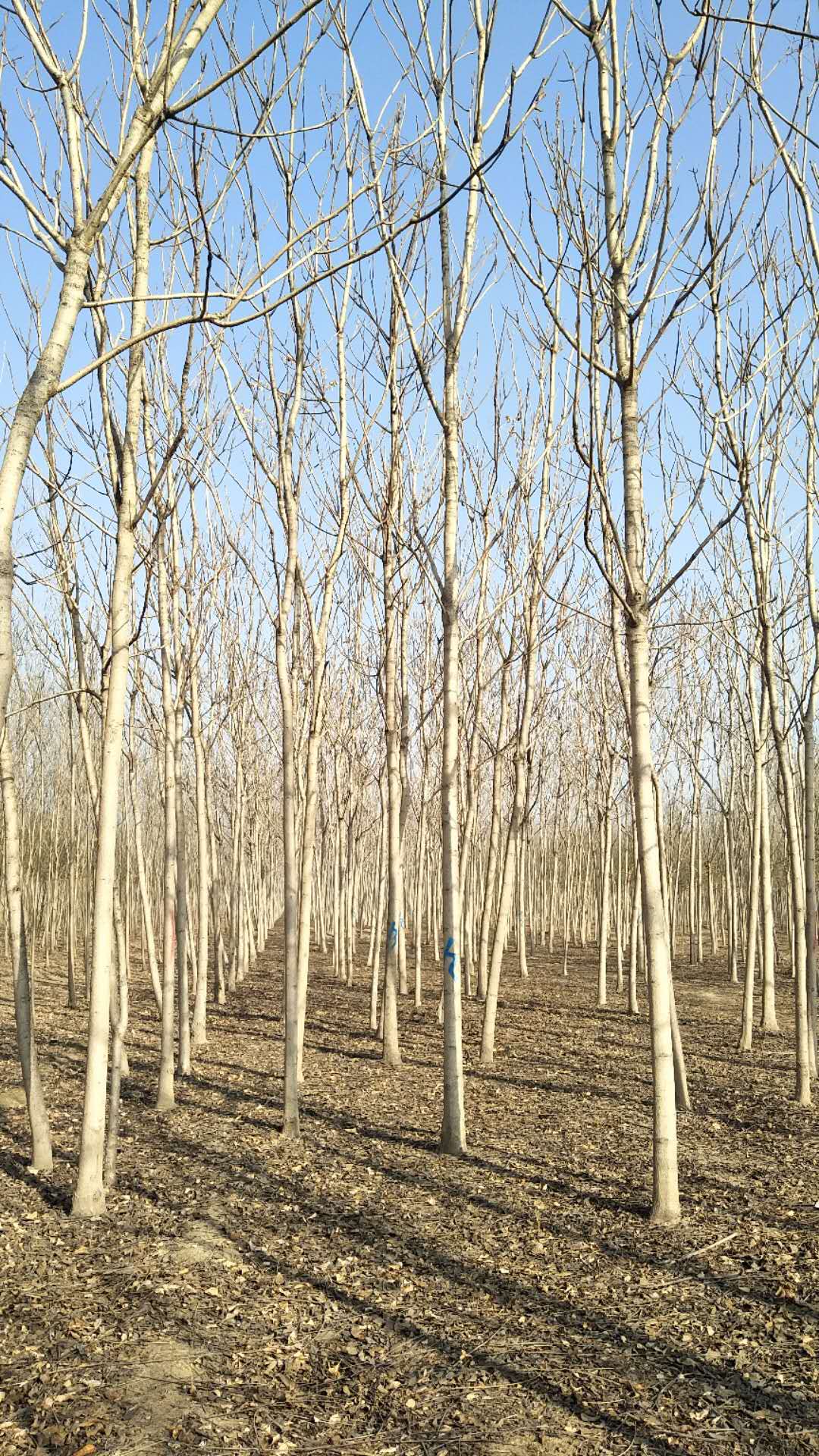 聊城市臭椿小苗树苗基地厂家臭椿小苗树苗基地   臭椿小苗树苗批发价格