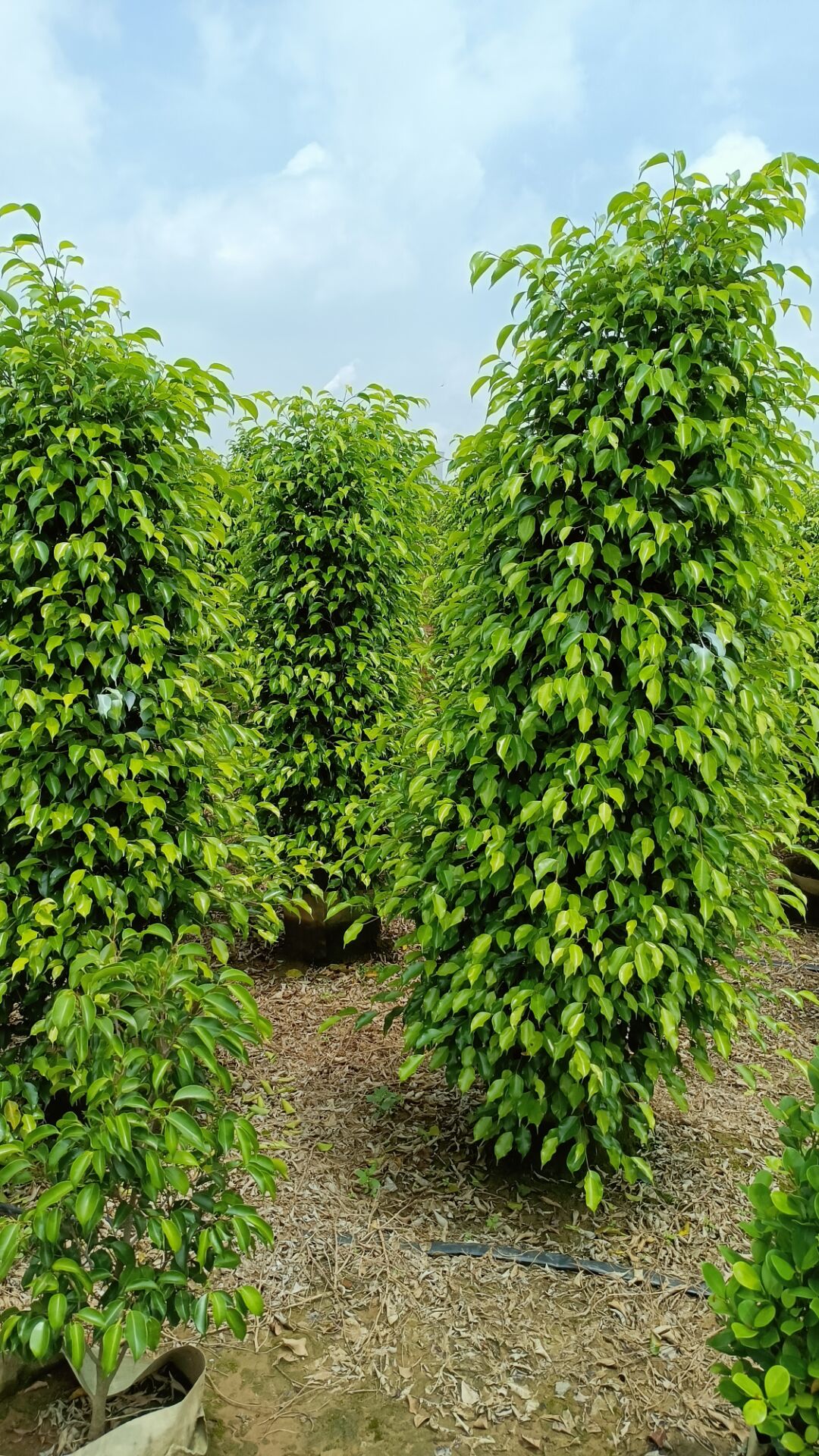 綠化苗木批發(fā)圖片/綠化苗木批發(fā)樣板圖 (4)