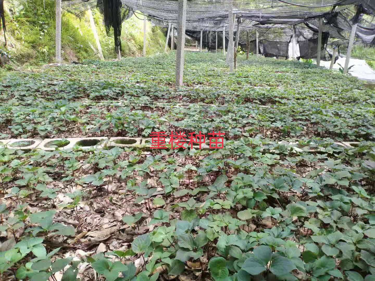 四川圖片/四川樣板圖 (3)