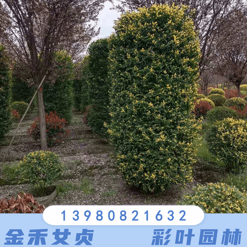 造型金禾女貞圖片