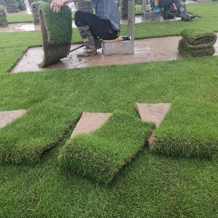 馬尼拉草圖片/馬尼拉草樣板圖 (2)