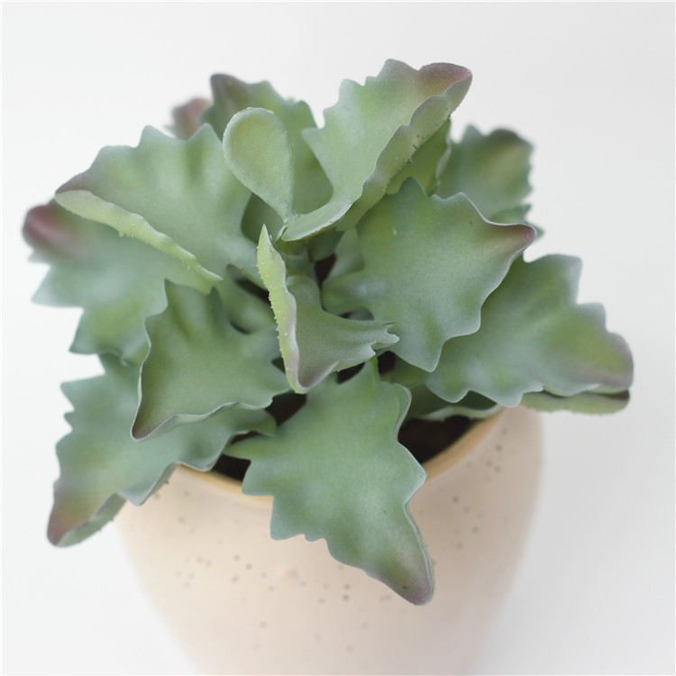 人造多肉植物圖片/人造多肉植物樣板圖 (4)