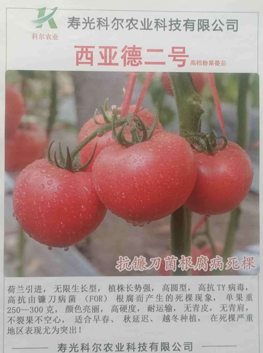 西亞德二號 越冬西紅柿圖片/西亞德二號 越冬西紅柿樣板圖 (3)