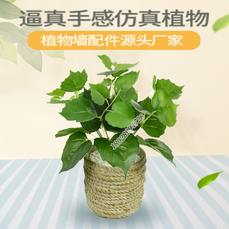 爬山虎綠色圖片/爬山虎綠色樣板圖 (4)