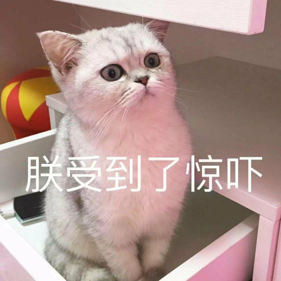 養(yǎng)寵無(wú)憂：貓炸毛是怎么回事圖片