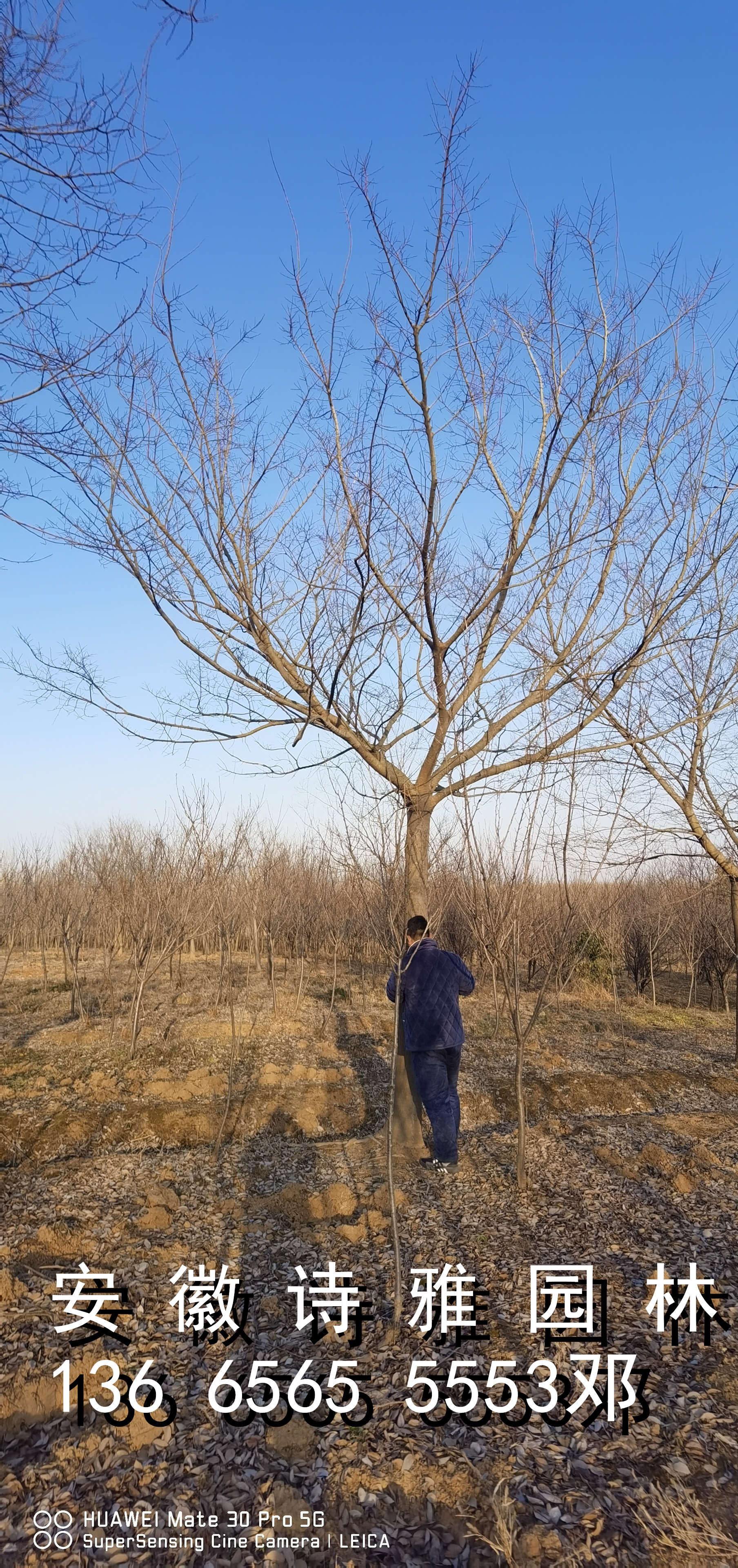 樸樹圖片/樸樹樣板圖 (2)