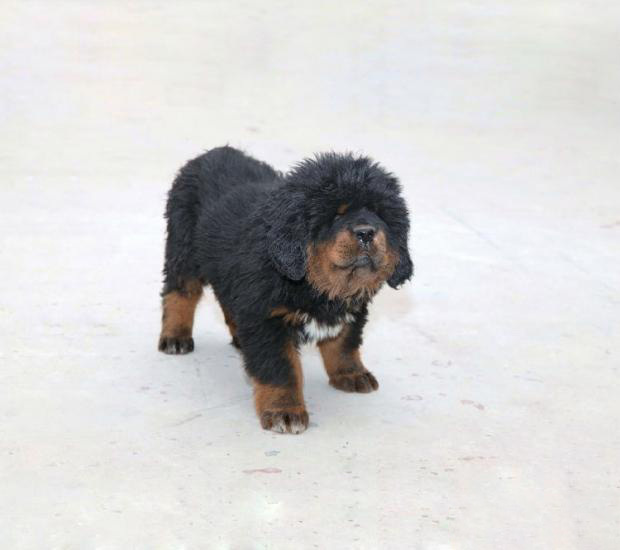 養(yǎng)寵心得：藏獒的訓(xùn)練方法