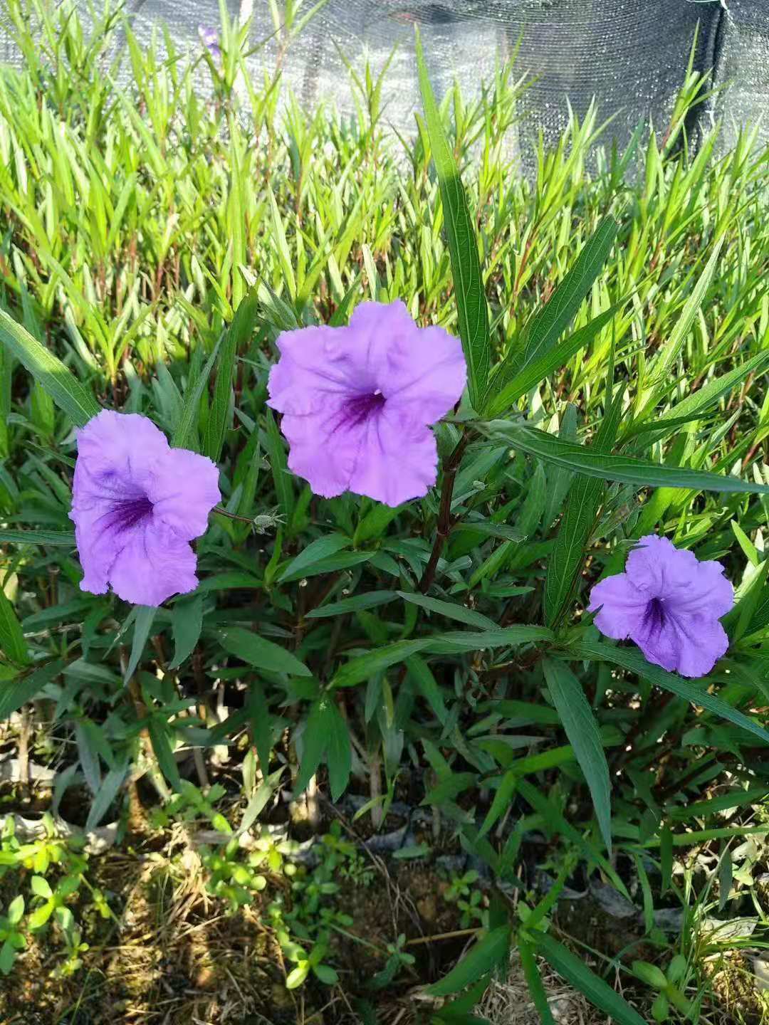 福建翠蘆莉價(jià)格_翠蘆莉批發(fā)_翠蘆莉種植基地