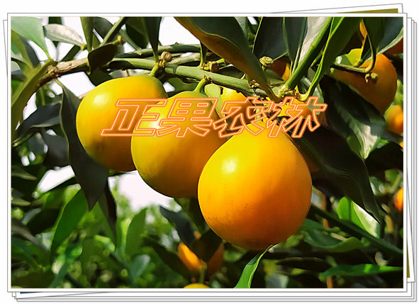 脆蜜金桔圖片/脆蜜金桔樣板圖 (2)