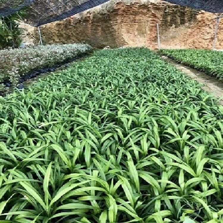 吉祥草2四季常青草本綠植公園小區(qū)工程綠化草坪自產(chǎn)自銷