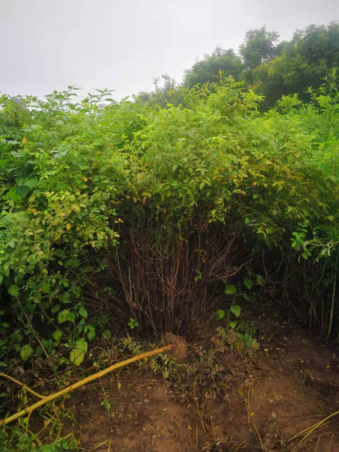 四季玫瑰圖片/四季玫瑰樣板圖 (2)