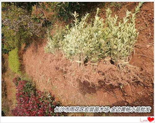 金邊黃楊圖片/金邊黃楊樣板圖 (4)