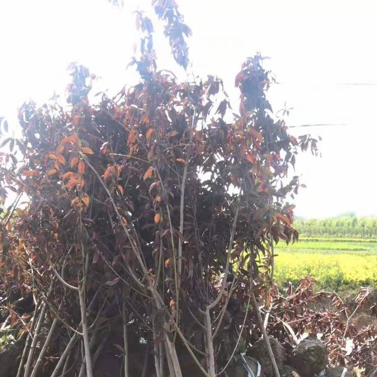 【行情】紫叶李种植基地、绿化庭院管家、基地批发，批发价格【山东鸿兴园林绿化有限公司总部】图片