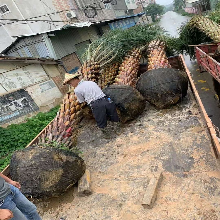 漳州市中东海枣1厂家中东海枣1福建中东海枣厂家直接批发价格实惠质量好