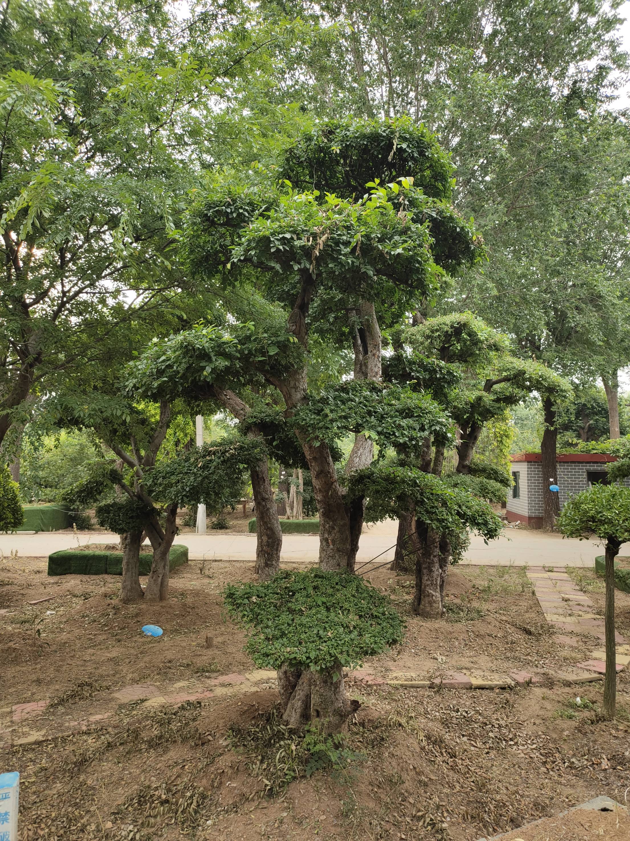 臨沂經(jīng)濟(jì)開(kāi)發(fā)區(qū)旺杰園林種植圖片/臨沂經(jīng)濟(jì)開(kāi)發(fā)區(qū)旺杰園林種植樣板圖 (4)