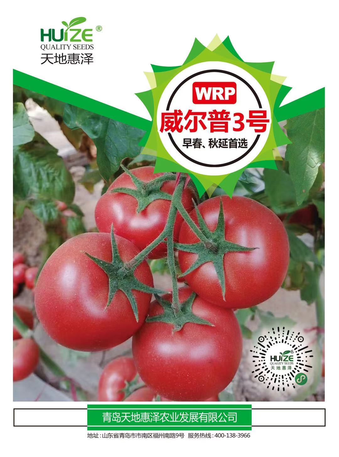 威爾普3號種子圖片