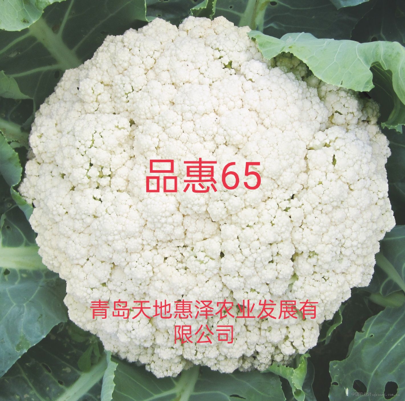惠澤圖片/惠澤樣板圖 (1)