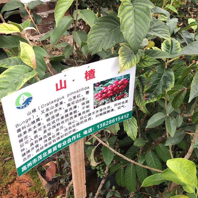 茂名批发甜红子山楂苗价格_大果山楂树苗种植基地图片