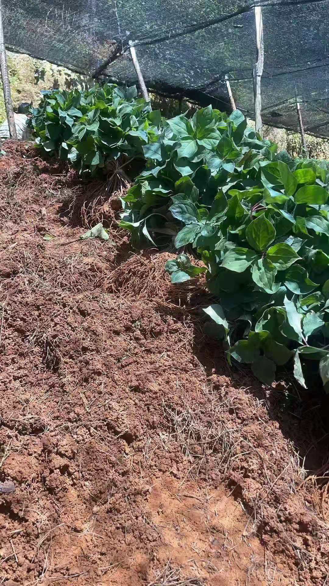 四川重樓價(jià)格，重樓多少錢