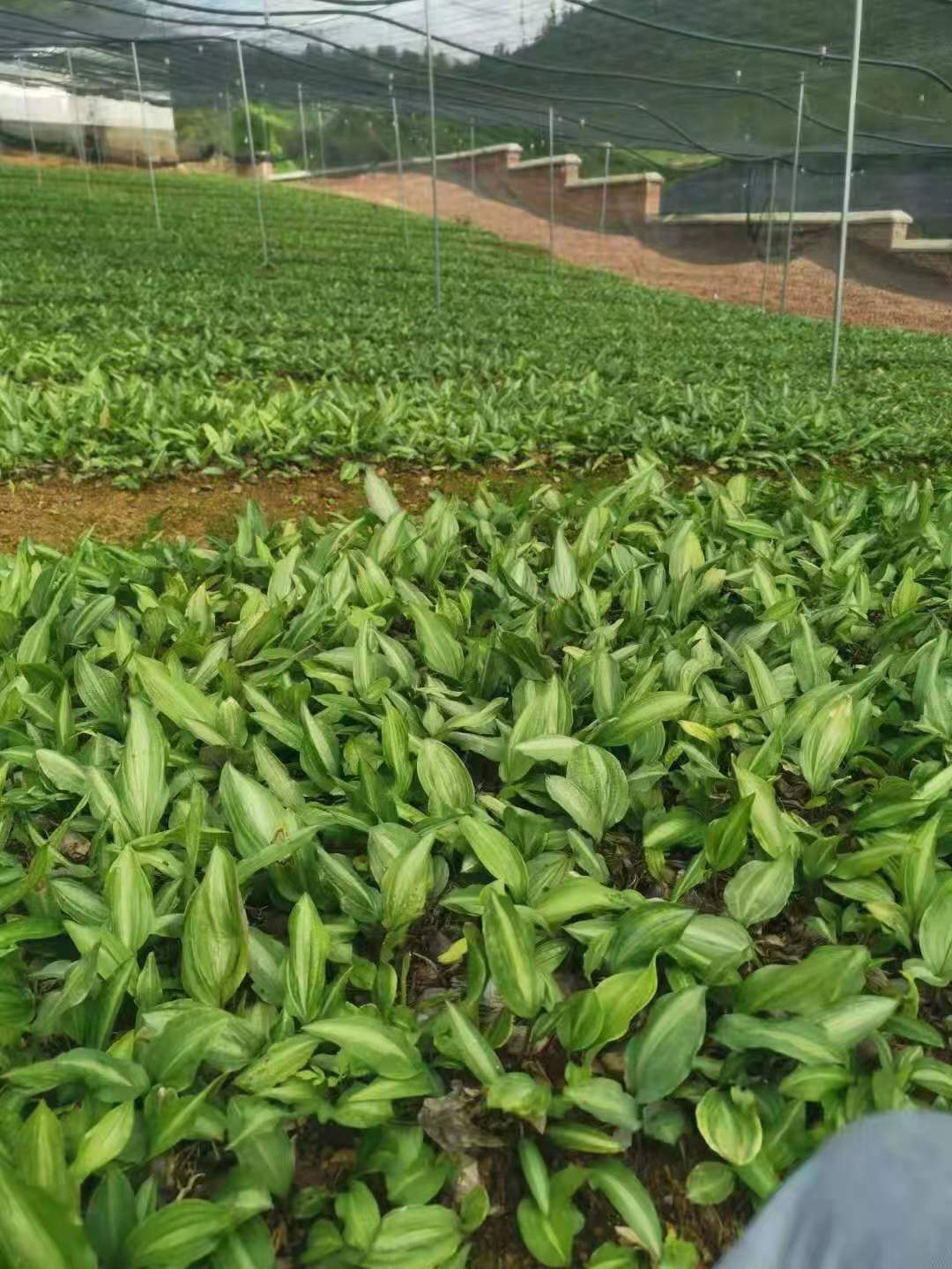 重樓批發(fā)圖片