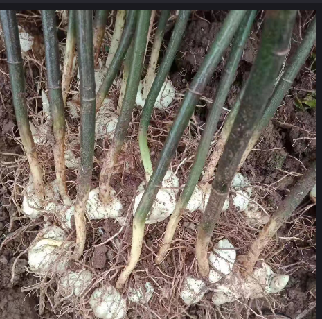 中药材黄精种苗出售黄精种植基地直图片