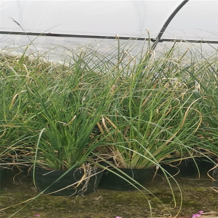 粉黛亂子草圖片/粉黛亂子草樣板圖 (3)