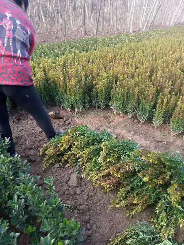 河南小葉黃楊--河南豆瓣黃楊