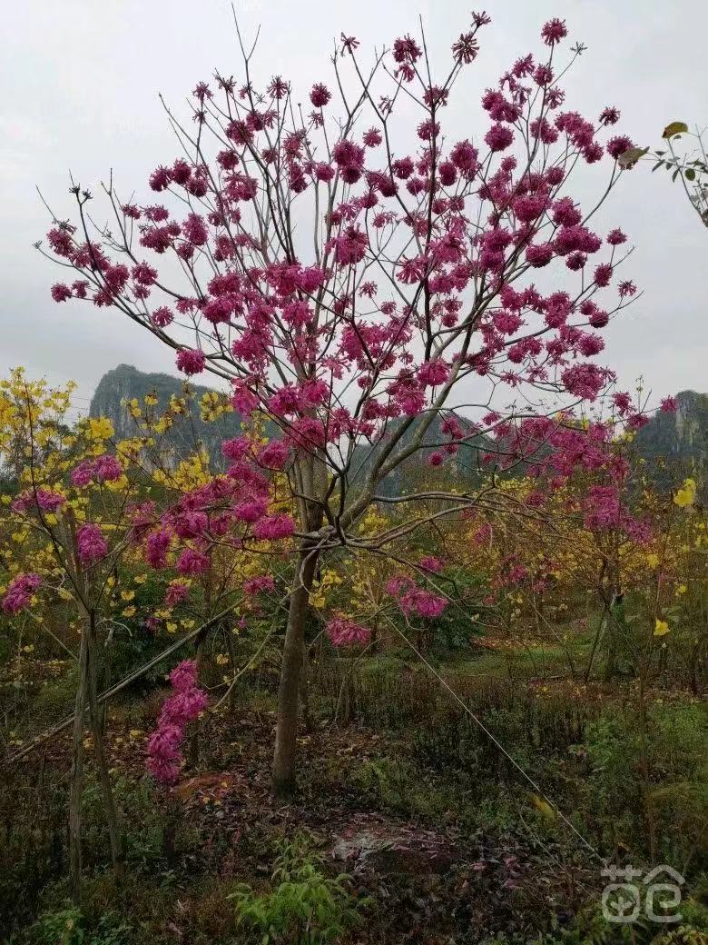 福建紫花风铃木批发价格 苗木价格