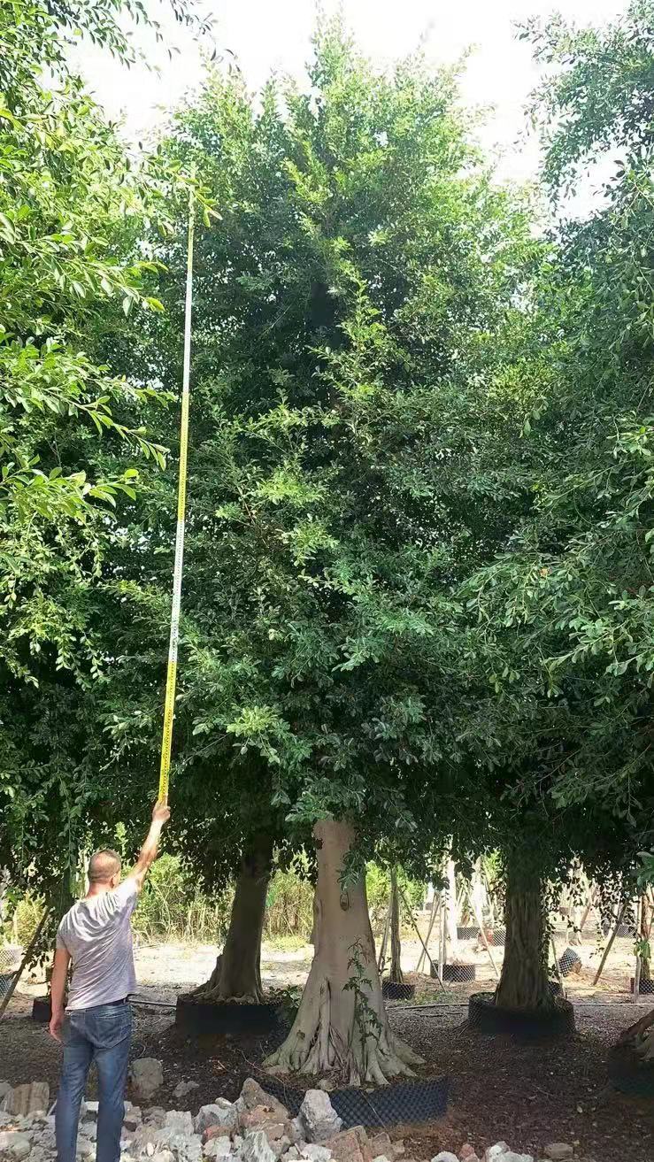 小葉榕圖片/小葉榕樣板圖 (4)