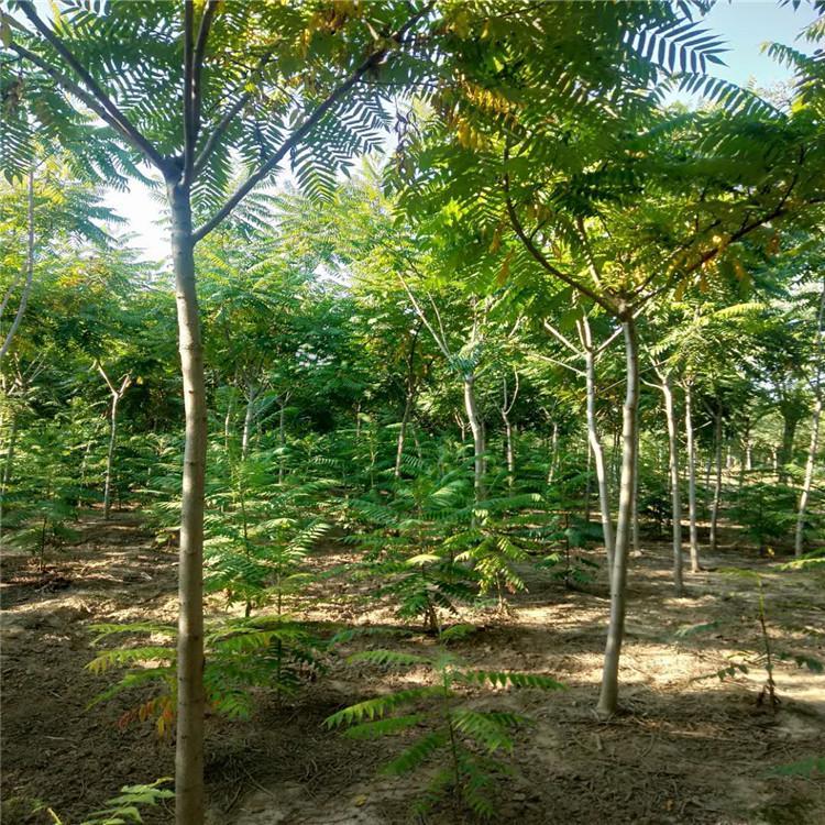 出售各種規(guī)格 火炬樹 優(yōu)惠量大詳談